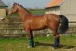 Viking de Brekka, cheval à vendre pour amateur.