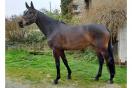 Diablesse Diablesse
