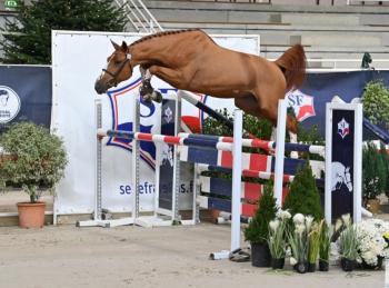 Qualificative des étalons de 3 ans à St Lô !