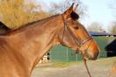 Nouvelle fiche cheval à vendre Nouvelle fiche cheval à vendre