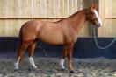 Nouvelle fiche cheval à vendre Nouvelle fiche cheval à vendre