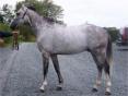 Cheval de 8 ans à vendre