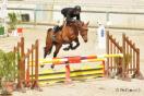 Jeunes chevaux à Saint-Lô