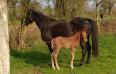 Slave Lake & Horacio Perelle foal