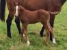 ITHAQUE FOAL