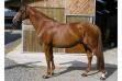 Talan de l'Isle Z, cheval de CSO par Tjungske - Photo : Pict'horse.fr