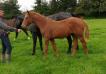 Horacio FOAL