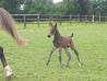 ioio foal