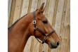 Chelsy du Donjon, à 4 ans, par Tobago Chevrier.