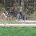 Bisanne sur les pistes à Chantilly nov 2020