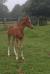 Hiboute Foal