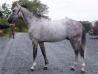 Cheval de concours à vendre.