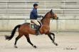 Uhmour de Vizy, jument à vendre, à 5 ans.