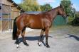 Cheval de 2008 à vendre par Toulon.